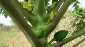 <p>A papaya tree planted on the former site of a composting pit latrine (arborloo) in Meki, Ethiopia.  Photo by Dionna Speekur.</p>
